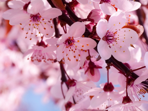 Foto de Blossom Spiritist Society UK